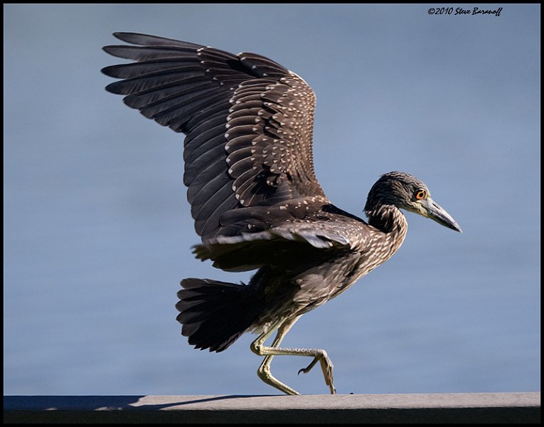 _0SB7034 yellow-crowned night-heron (juvenile).jpg